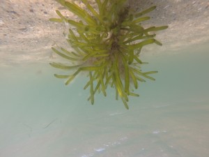 DCIM100GOPRO